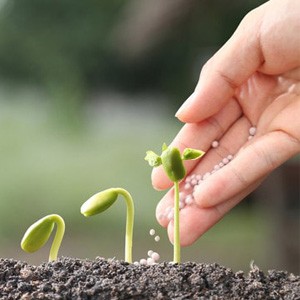 نگهداری گیاهان با استفاده از کود