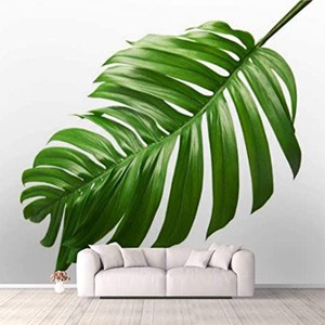 معرفی و نگهداری گیاه برگ انجیری