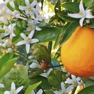 جاذبه های گردشگری بابل شهر بهار نارنج