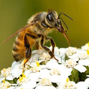 تشخیص عسل طبیعی از تقلبی؛ راهنمای کامل خرید عسل اصل در بابل